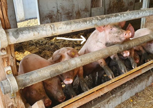 DIn allen Belangen überlegen - die Heimakteure aus Neuhaus